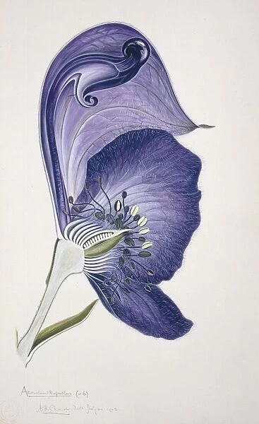 Monkshood flower, 20th century C013  /  6443