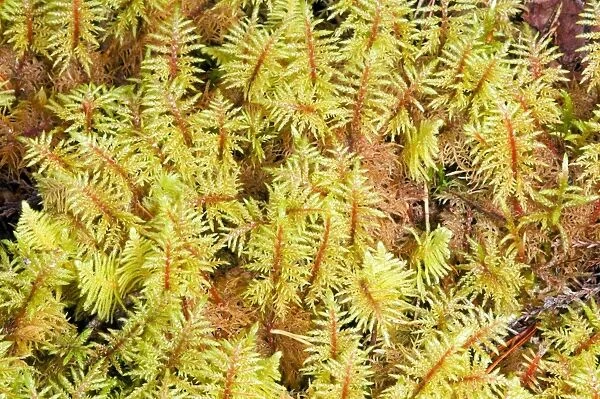 Mountain fern moss