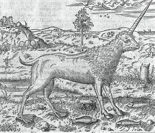 Mythical hybrid creature, 16th century C013  /  7632