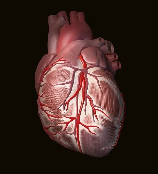 Normal human heart, artwork