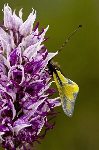 Orchis simia with butterfly C016  /  3470