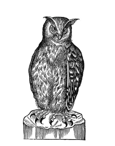Owl, historical artwork
