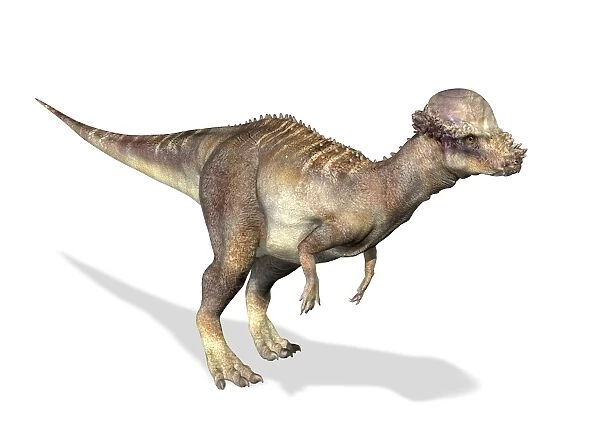 Pachycephalosaurus dinosaur, artwork