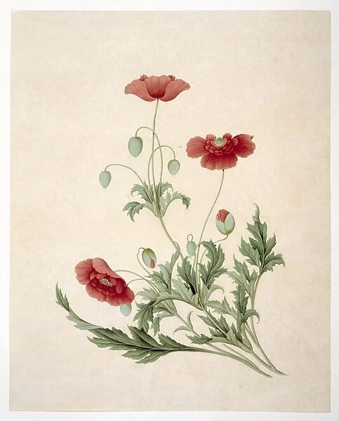 Papver sonniferum, 19th-century artwork C016  /  5178