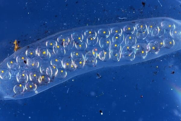 Pond snail egg mass, light micrograph