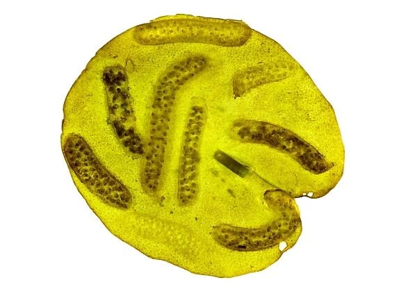 Pond snail egg masses, light micrograph