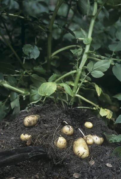 Potatoes (Solanum tuberosum Charlotte )