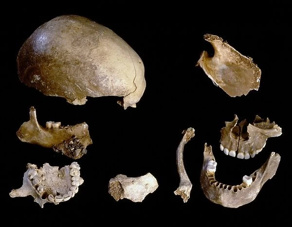 Prehistoric human skull bones C016  /  5496