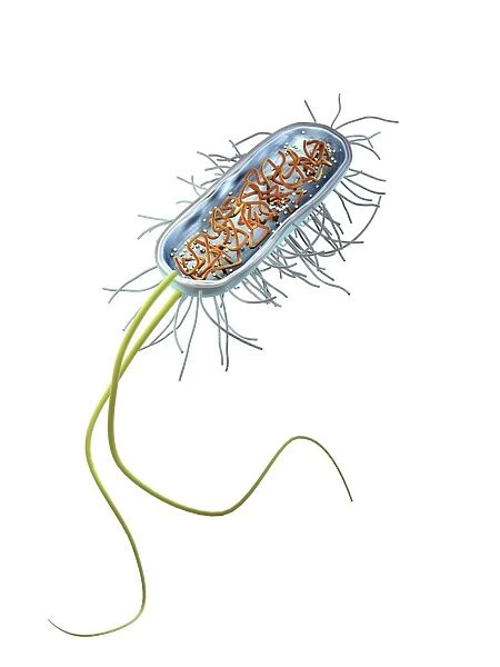 Prokaryote cell, artwork C016  /  6263