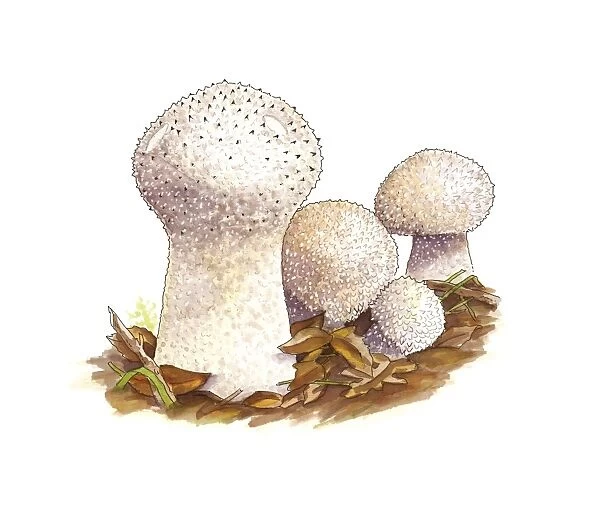 Puffball (Lycoperdon perlatum) mushrooms C016  /  3434