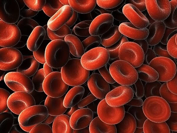 Red blood cells, artwork F006  /  2726