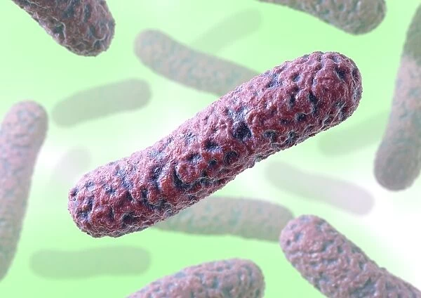Rod-shaped bacteria, artwork