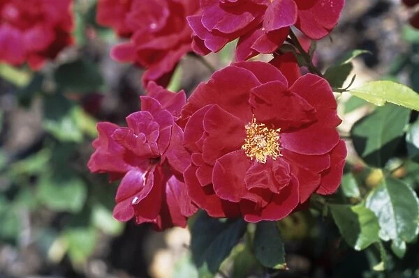 Rose Frensham flowers