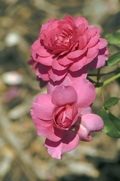 Rose (Rosa Wise Portia )