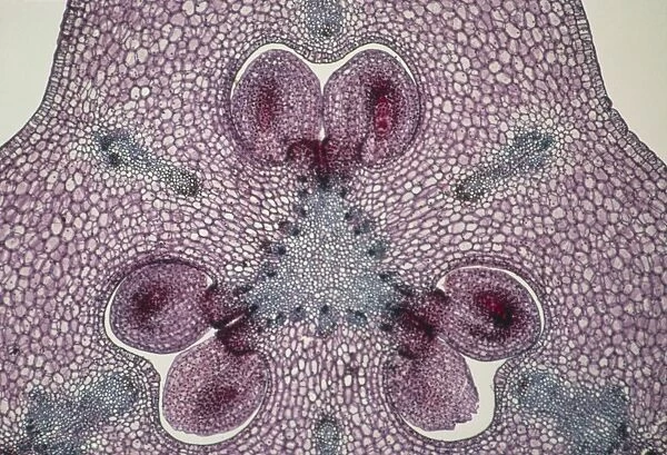 Section through a lily ovary with ovules