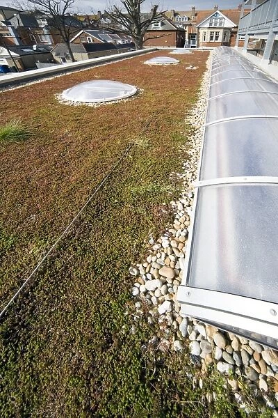 Sedum living roof