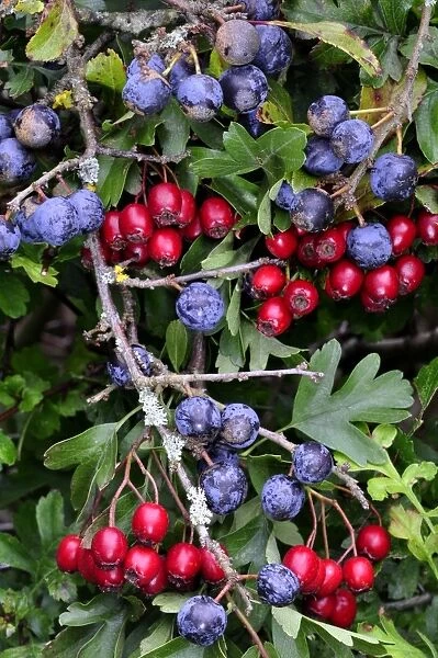 Sloe and hawthorn berries