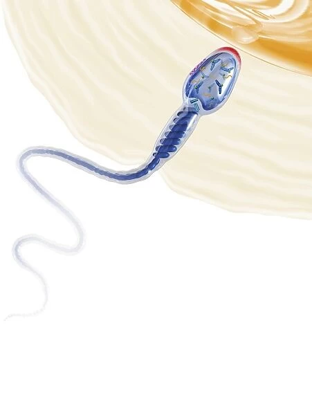 Sperm fertilising an egg, artwork