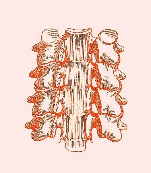 Spinal vertebrae