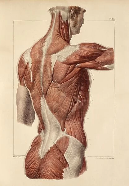 Superficial back muscles, 1831 artwork