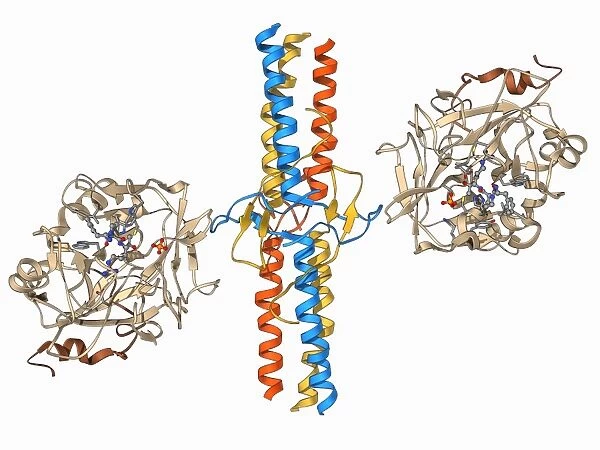Thrombin complexed with fibrinogen F006  /  9561