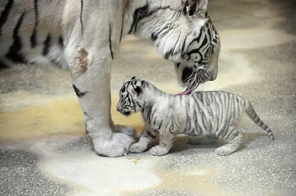 White tiger mother and cub C017  /  8287
