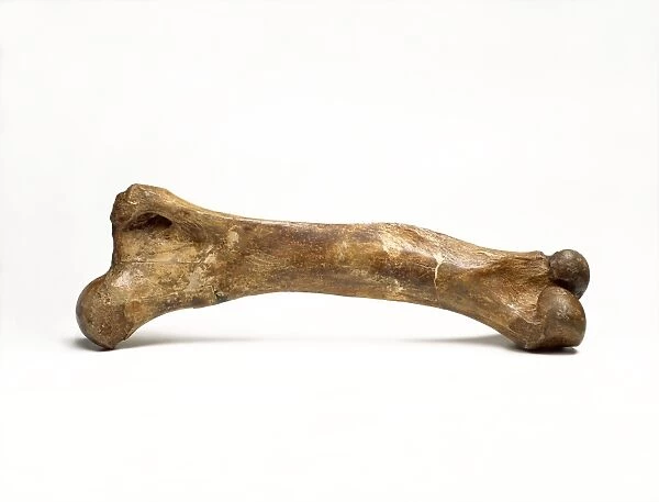 Woolly mammoth, fossil thigh bone C016  /  5025