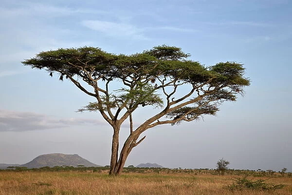 Acacia tree, Serengeti National Park, Tanzania, East Africa, Africa