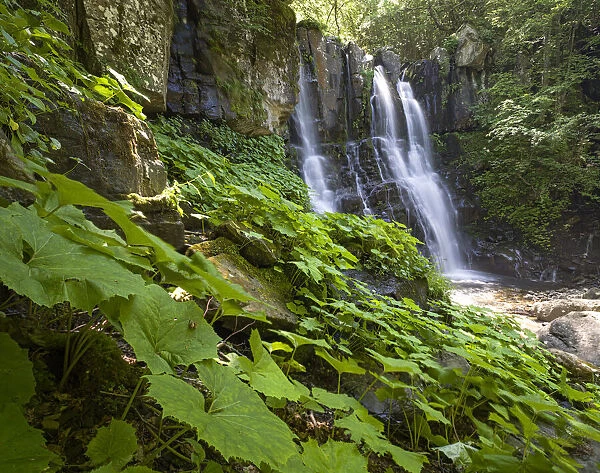 Acquatic plants at Dardagna waterfalls in summer, Parco Regionale del Corno alle Scale
