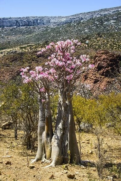 Bottle tree in bloom (Adenium obesum), endemic tree of Socotra, Homhil Protected Area, island of Socotra, UNESCO World Heritage Site, Yemen, Middle East