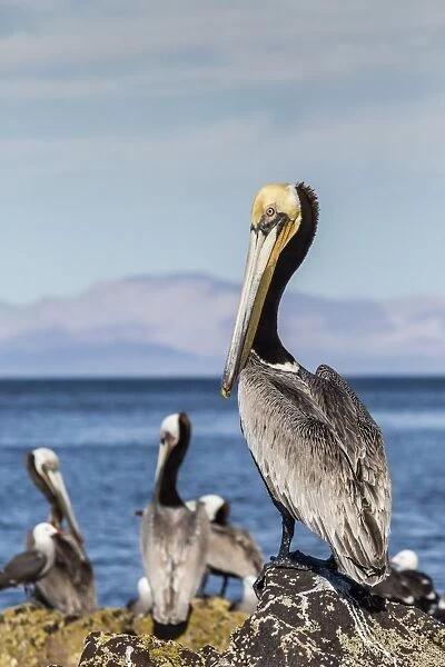 Brown pelican (Pelecanus occidentalis) portrait at Isla Angel de la Guarda, Baja California, Mexico, North America