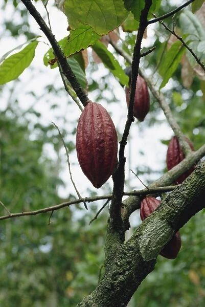 Cocoa pod, Tobago