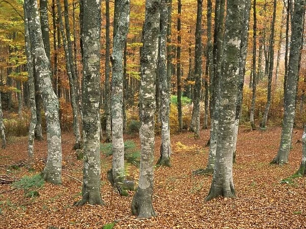 Grey mottled trunks of trees in woods in autumn, on Mont Aiguiol, Languedoc Roussillon
