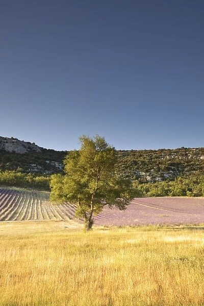 A lavender field near to Apt, Vaucluse, Provence, France, Europe