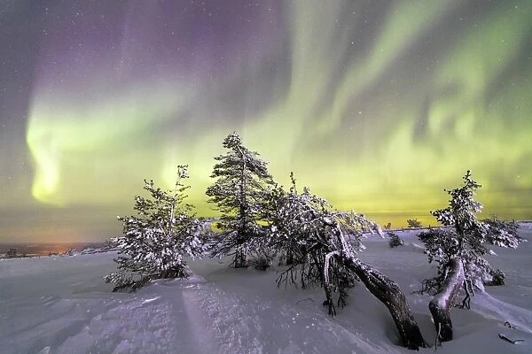 Northern Lights (Aurora Borealis) and starry sky on the snowy landscape and the frozen trees