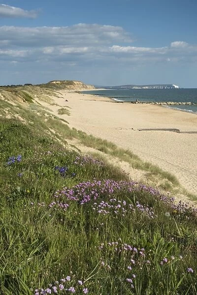 Sea pinks, Hengistbury Head Beach, Poole Bay, Bournemouth, with Isle of Wight in the background