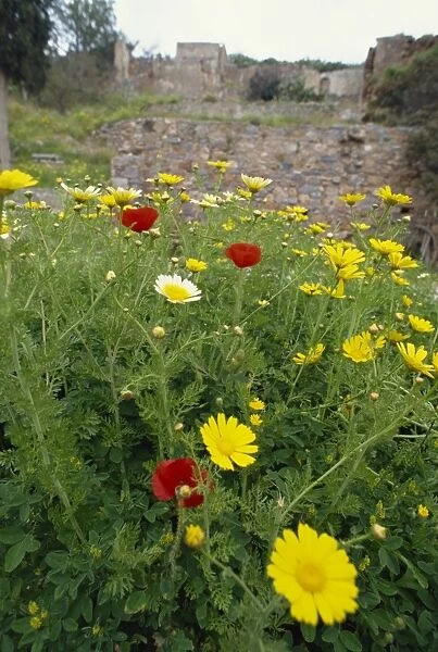 Wild flowers on the island of Spinalonga