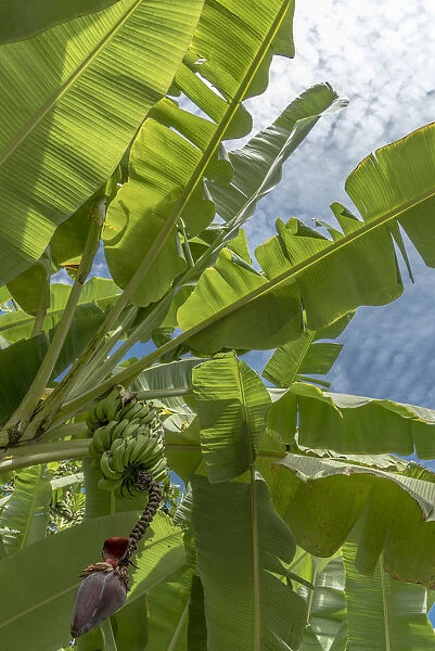 africa, Cape Verde, Santo Antao. Banana plant with flower