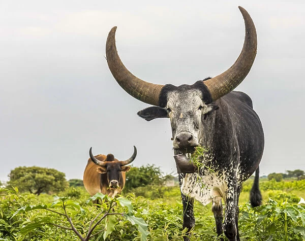 africa, Tanzania, Loibortsoit area. The leading bull of the herd with big horns