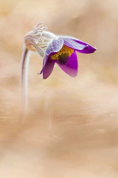 Brescia, Lombardy, Italy. The Pulsatilla is one of the first flowers blooming in