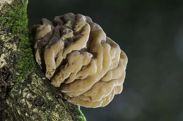 Brown Brain Fungus (Tremella steidleri), New Forest National Park, Hampshire, England, UK