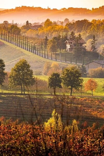 Castelvetro, Modena, Emilia Romagna, Italy. Sunset over the Lambrusco Grasparossa vineyards