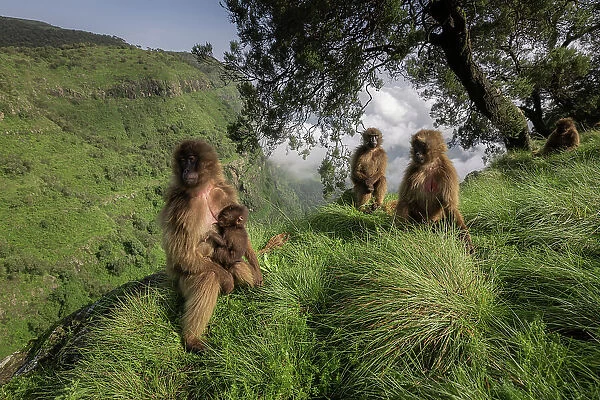 gelada (Theropithecus gelada), sometimes called the bleeding-heart monkey or the gelada baboon in the Simien Mountains National Park, Ethiopia