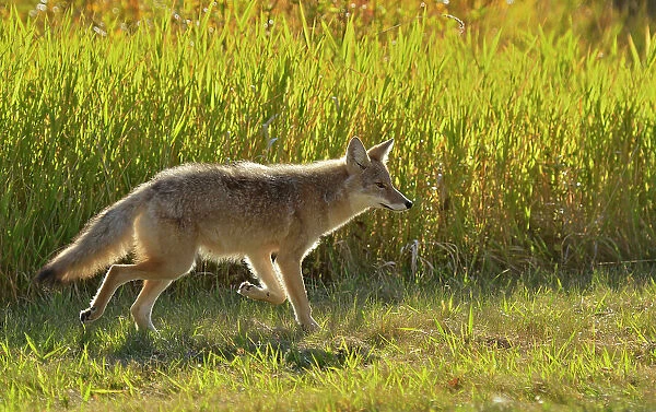 Western coyote (Canis latrans) at edge of aspen forest Elk Island National Park, Alberta, Canada