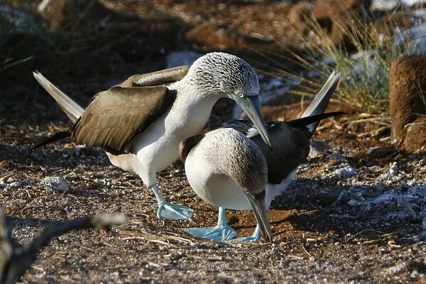 Blue-footed booby (Sula nebouxii) mating exhibition in the Galapagos Island Group, Ecuador. The Galapagos are a nest and breeding area for blue-footed boobies