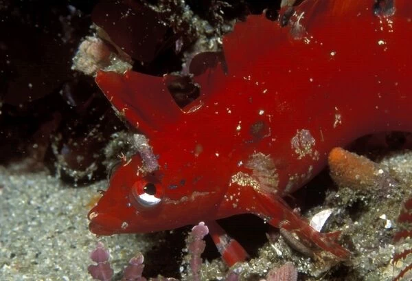 Crevice kelpfish (Gibbonsia montereyensis). USA, Channel Islands, CA. (rr)