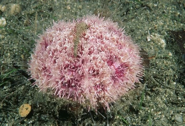 Flower urchin (Toxopneustes pileolus)