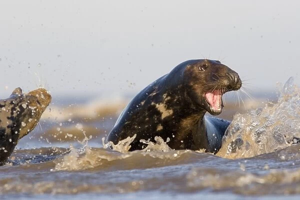 Grey Seal, Halichoerus grypus, male with mouth agape in aggression, female on left with open with mouth being aggressive to male, Lincolnshire, UK (RR)
