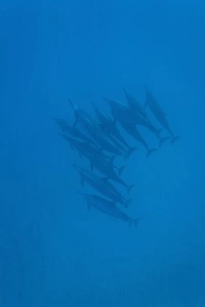Hawaiian Spinner Dolphin pod (Stenella longirostris) underwater in Honolua Bay off the northwest coast of Maui, Hawaii, USA. Pacific Ocean. Spinner Dolphins occur in pelagic tropical waters in all the worlds major oceans. Although they mainly