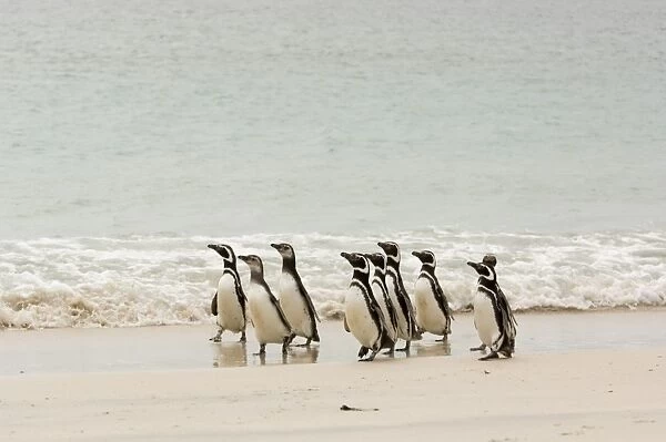 Magellanic Penguins (Spheniscus magellanicus) on beach Bleaker Island, Falkland Islands